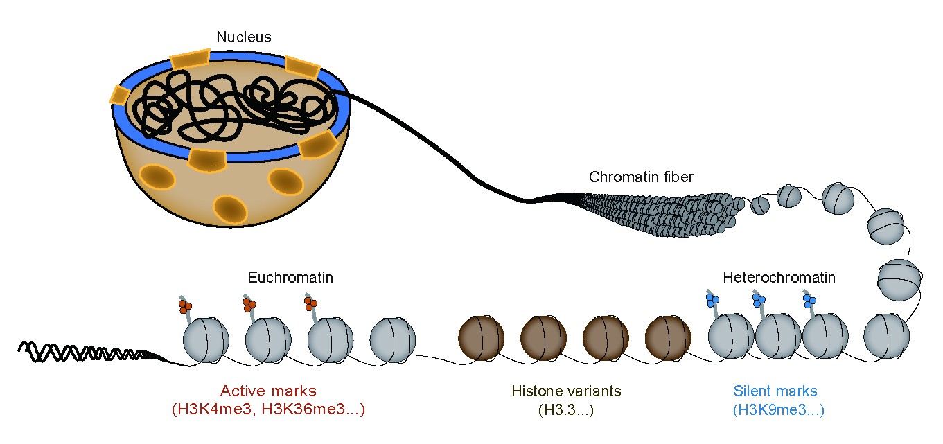 Chromatin