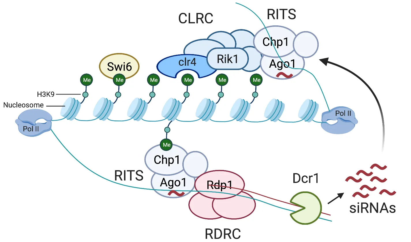 RNAi-medicated heterochromatin assembly