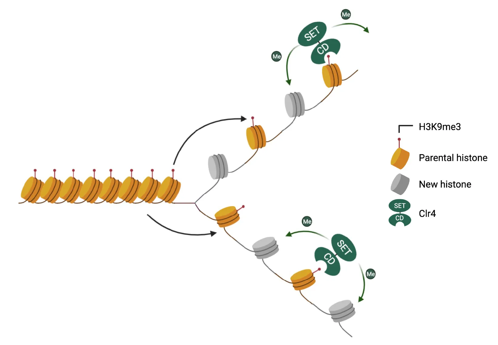 Histone-based epigenetic inheritance