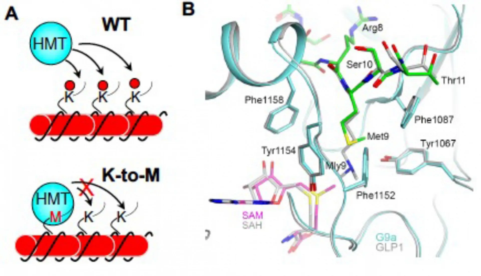 K-to-M mutations