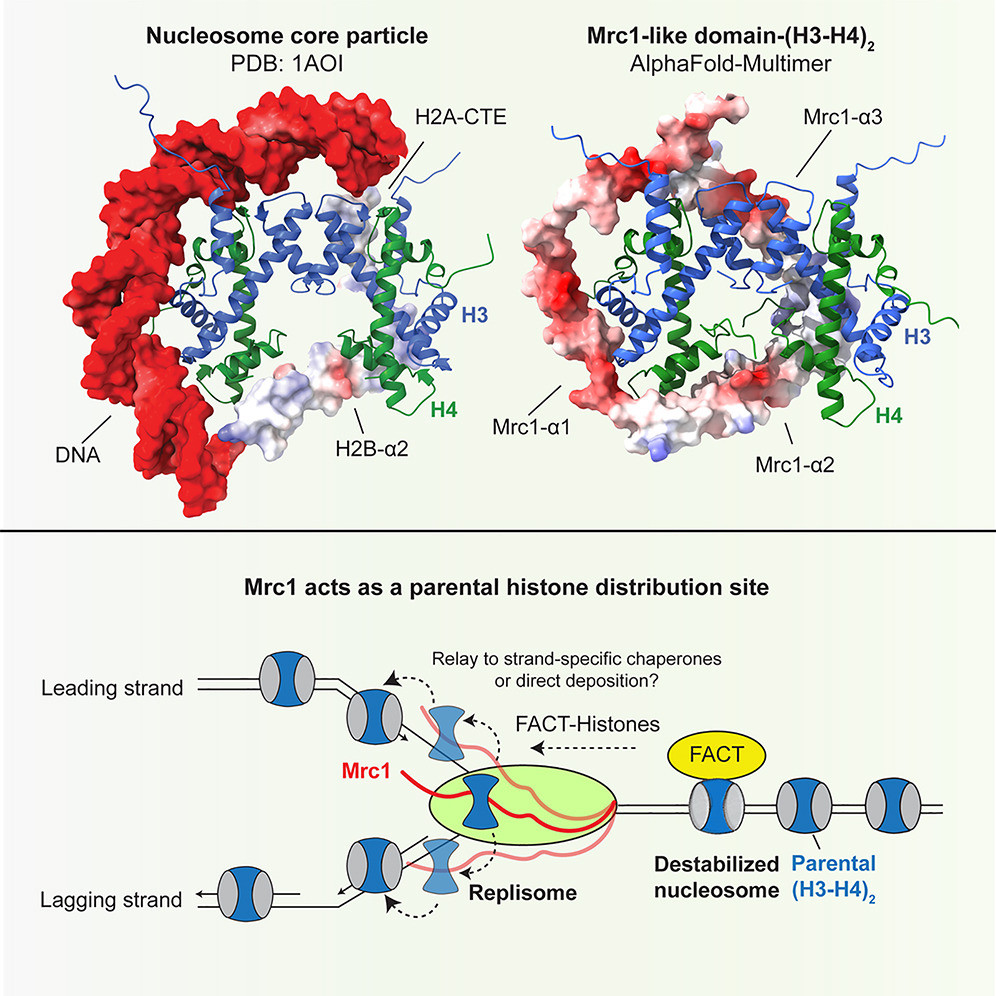 Cell graphic abstract